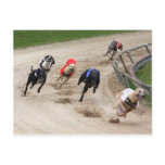greyhound race postcards