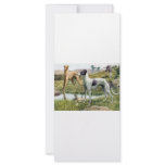 Greyhound rack cards