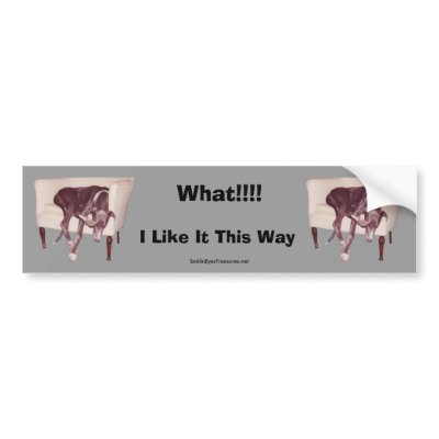Greyhound Sleeping In Chair Funny Bumper Sticker by SmilinEyesTreasures