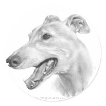 Greyhound
