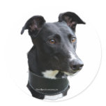 greyhound sticker