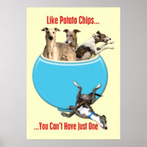 Greyhounds Like Potato Chips