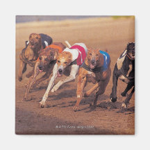 Greyhounds racing on track refrigerator magnets