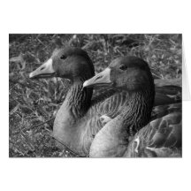 Greylag Geese B&W Cards