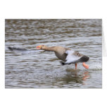 Greylag Geese Cards