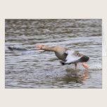 Greylag Geese cards