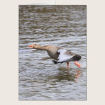 Greylag Geese cards