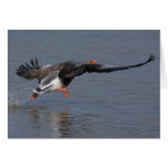 Greylag Geese cards