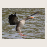 Greylag Geese cards