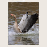 Greylag Geese cards