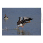 Greylag Geese Greeting Cards