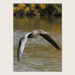 Greylag Geese cards