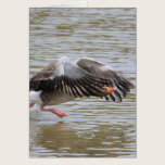 Greylag Geese cards