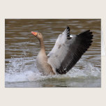 Greylag Geese cards