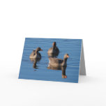 Greylag Geese Card