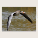 Greylag Geese cards