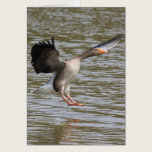 Greylag Geese cards