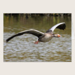 Greylag Geese cards