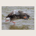 Greylag Geese cards