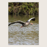 Greylag Geese cards