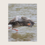 Greylag Geese postcards