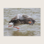 Greylag Geese postcards