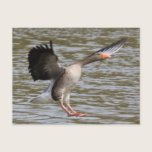 Greylag Geese postcards
