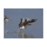 Greylag Geese Post Card