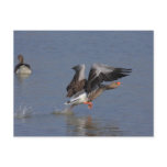 Greylag Geese postcards