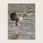 Greylag Geese postcards