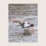 Greylag Geese postcards