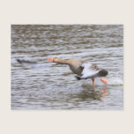 Greylag Geese postcards