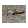 Greylag Geese Postcard