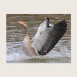 Greylag Geese postcards