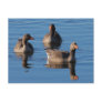 Greylag Geese Postcard