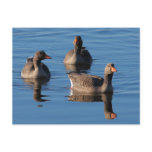 Greylag Geese postcards