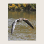 Greylag Geese postcards