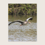 Greylag Geese postcards