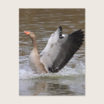 Greylag Geese postcards