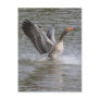 Greylag Geese Post Card