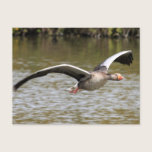 Greylag Geese postcards