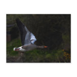 Greylag Geese postcards
