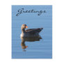 Greylag Geese Post Card