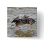 Greylag Goose Buttons