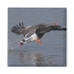 Greylag Goose Refrigerator Magnet