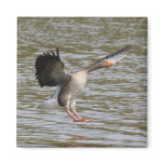 Greylag Goose Refrigerator Magnets