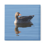 Greylag Goose Fridge Magnets
