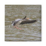 Greylag Goose Refrigerator Magnets