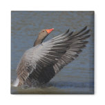 Greylag Goose Refrigerator Magnet