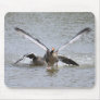 Greylag Goose Mouse Pads